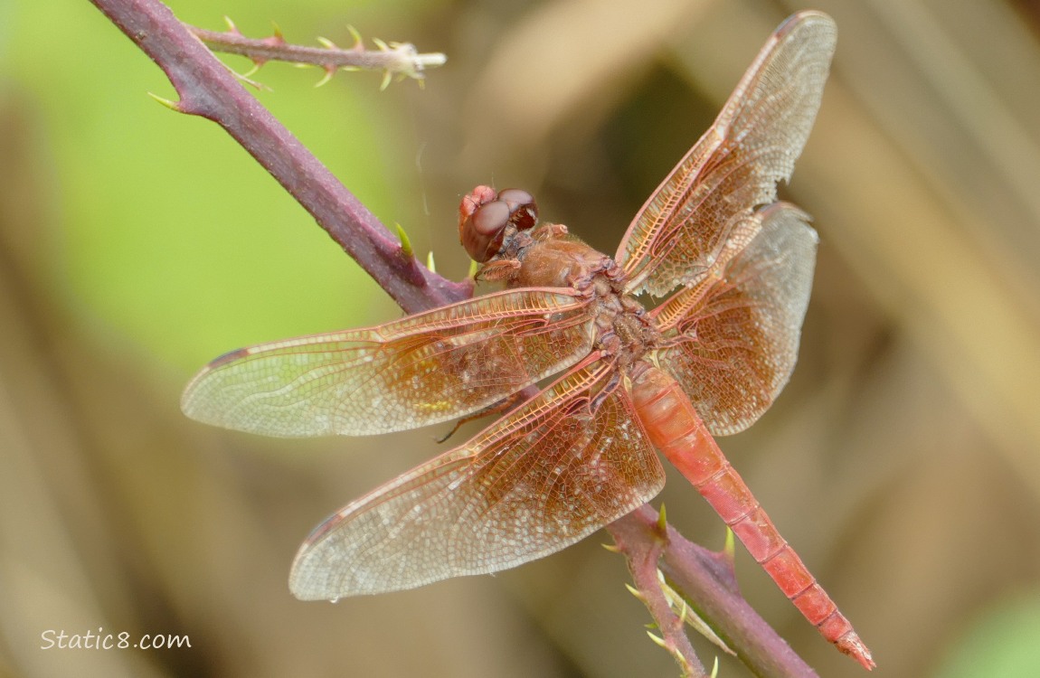 Red dragonfly standing on a thorny twig