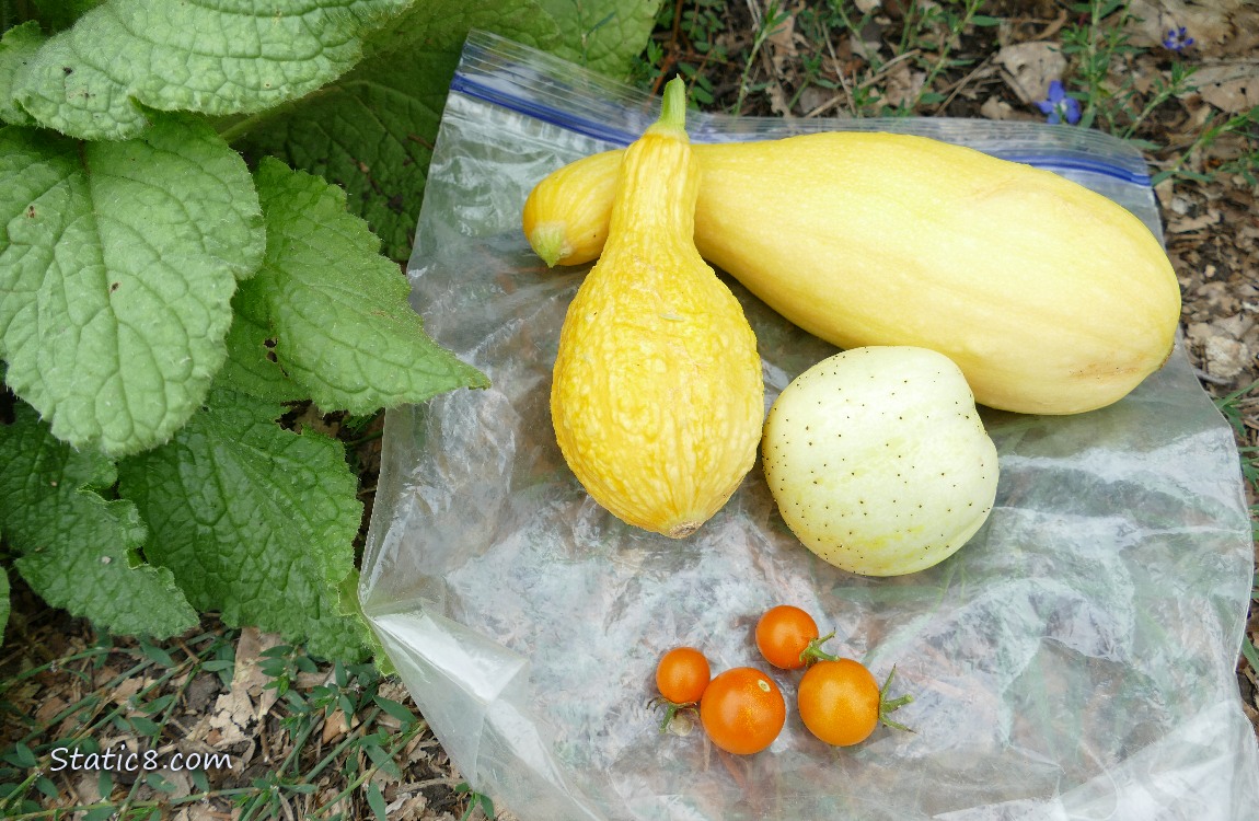 Harvested veggies laying on a ziplock bag on the ground