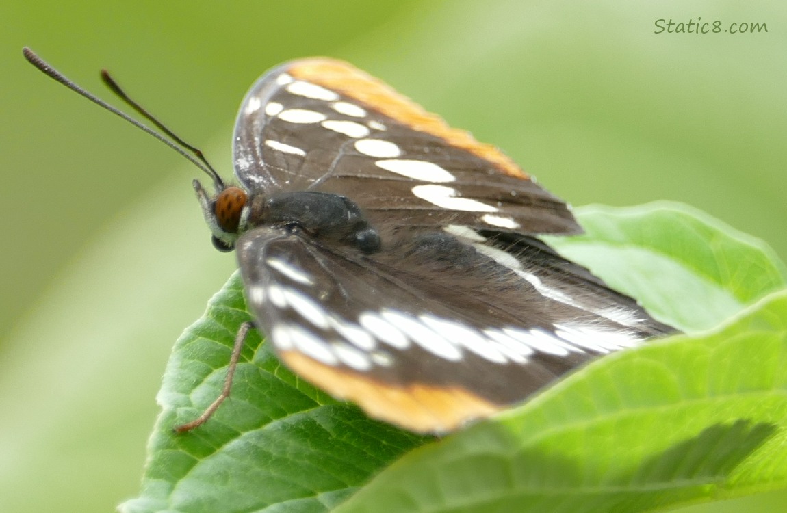 Close up of a butterfly standing on a leaf