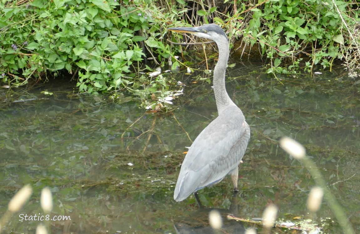 Great Blue Heron standing in shallow water