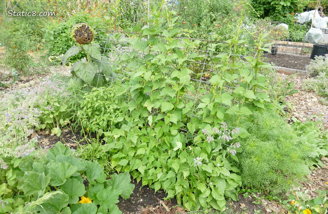 plants on a wire trellis