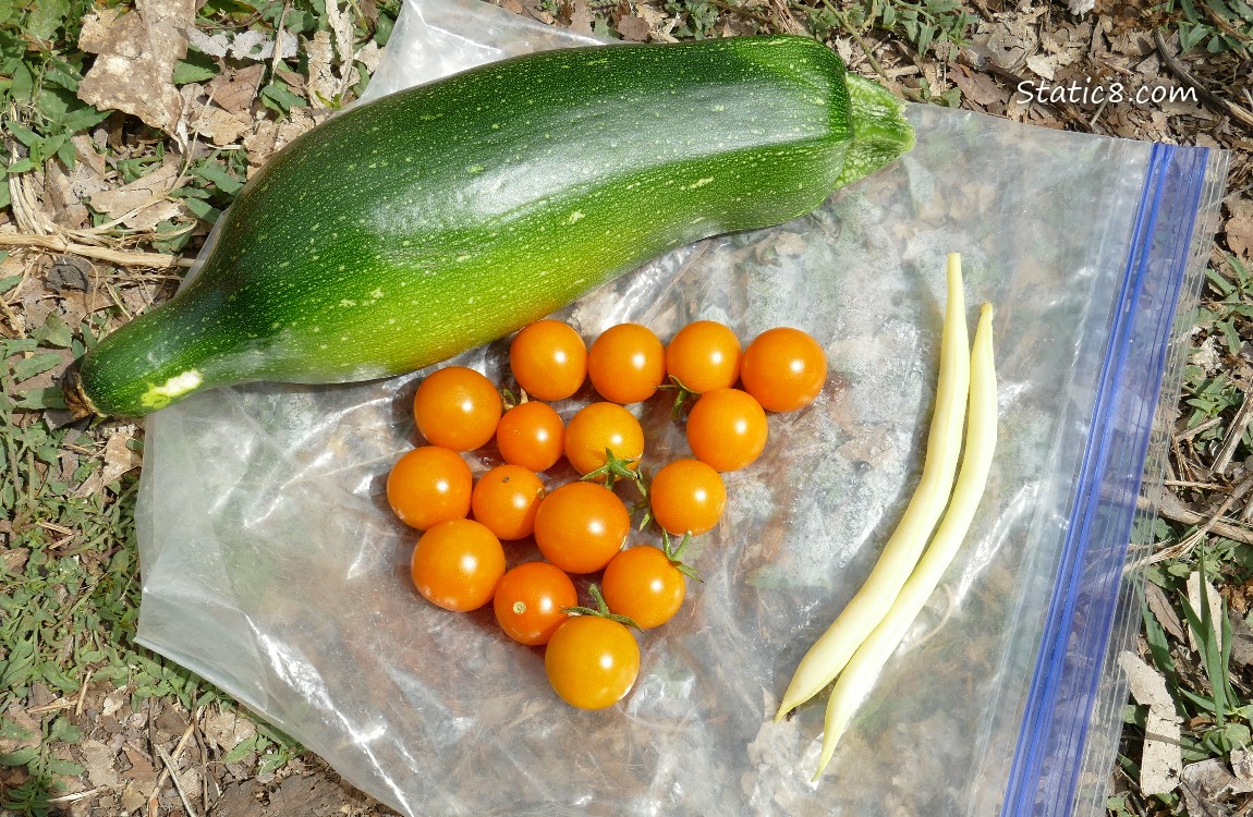 Harvested veggies laying on a ziplock bag on the ground
