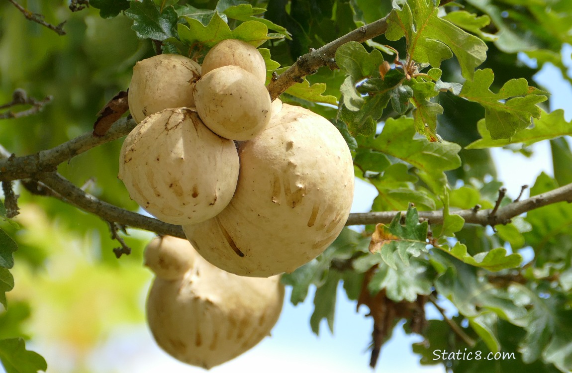 Oak Galls on a twig of an oak tree