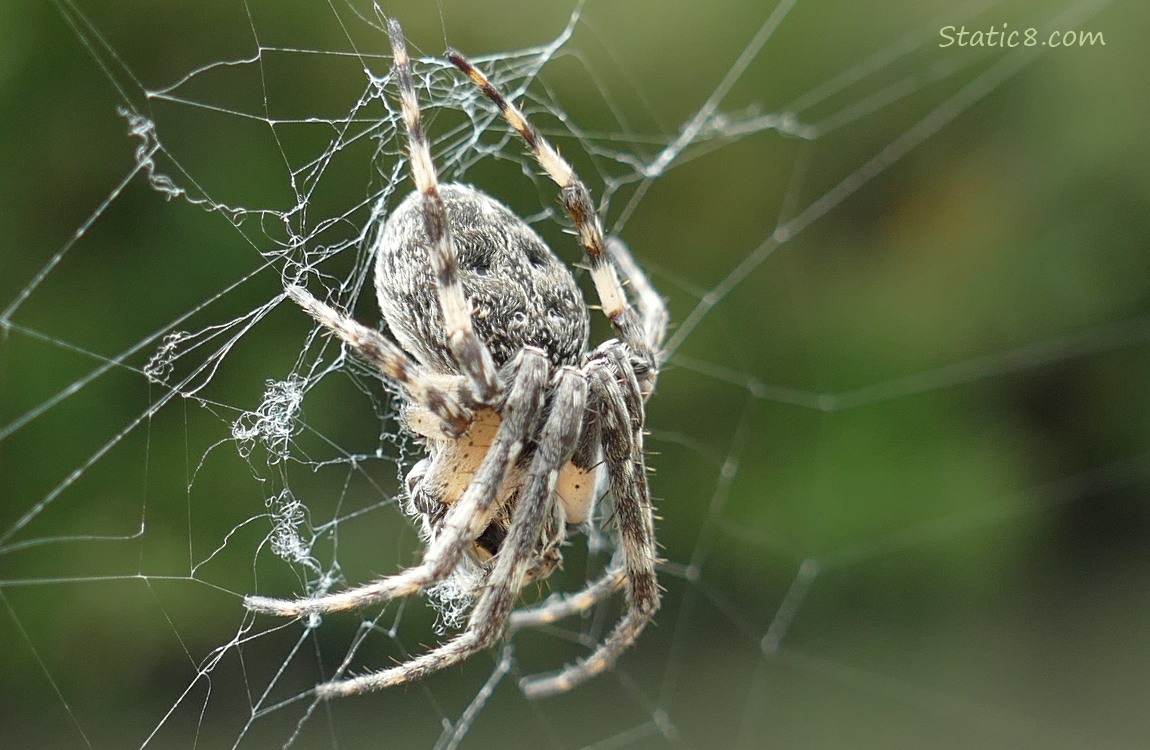 Close up of a Spider sitting in her web