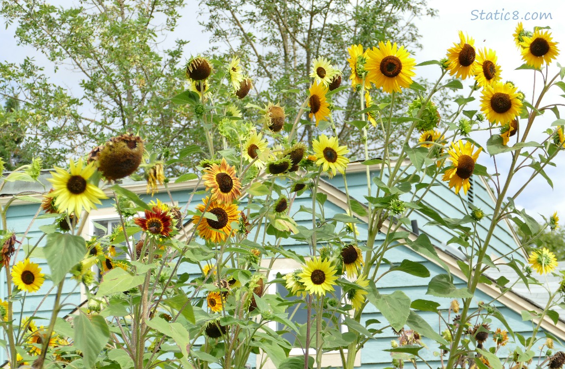 Sunflowers in front of a light blue house