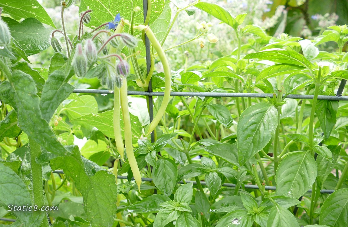 Wax Beans hanging from a plant, next to a basil