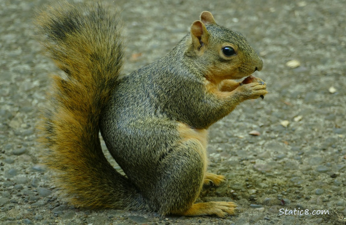 Squirrel sitting on the sidewalk, eating a nut