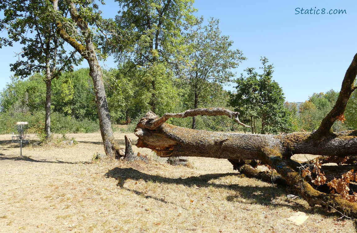 Fallen tree