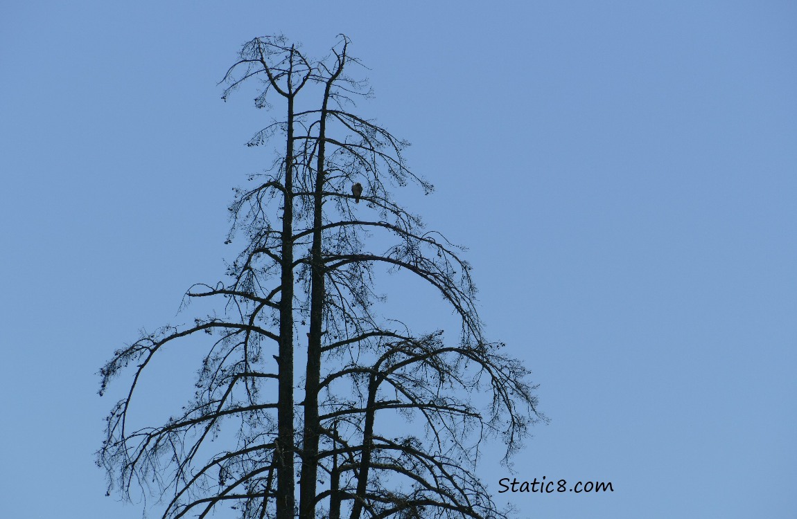 Silhouette of a hawk in a dead tree