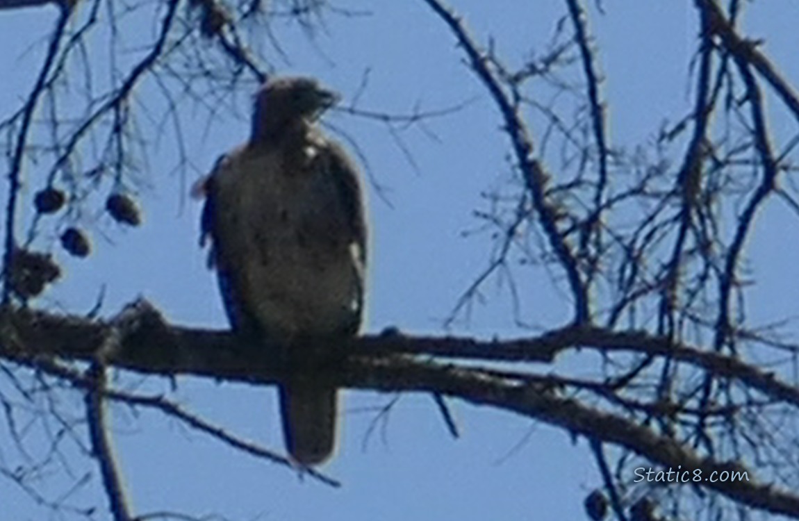 Hawk standing on a tree branch