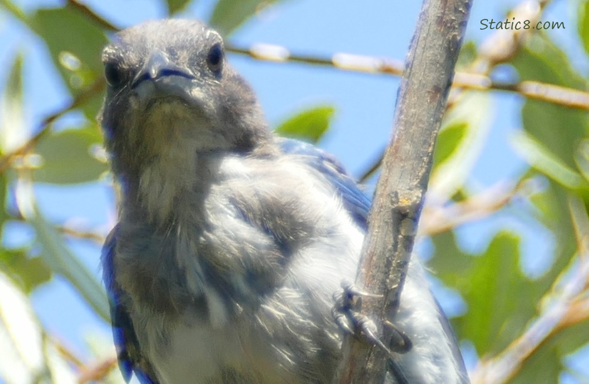 Scrub Jay looking down from a tree