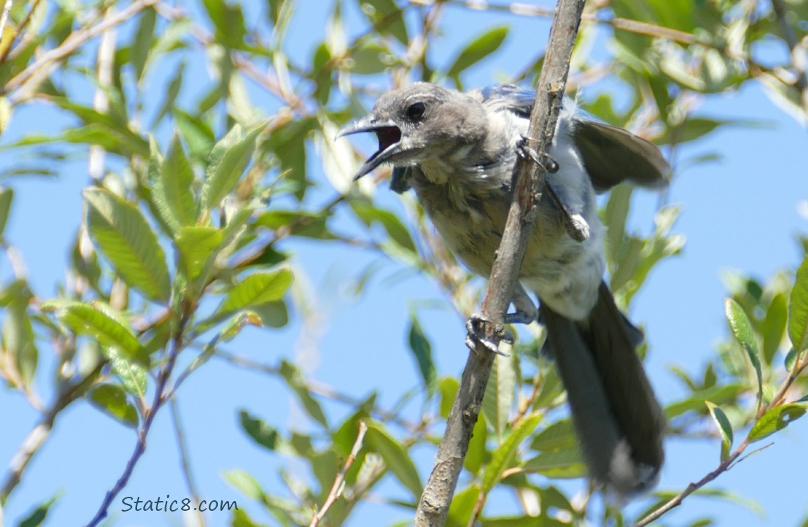 Scrub Jay yelling from a perch in a tree