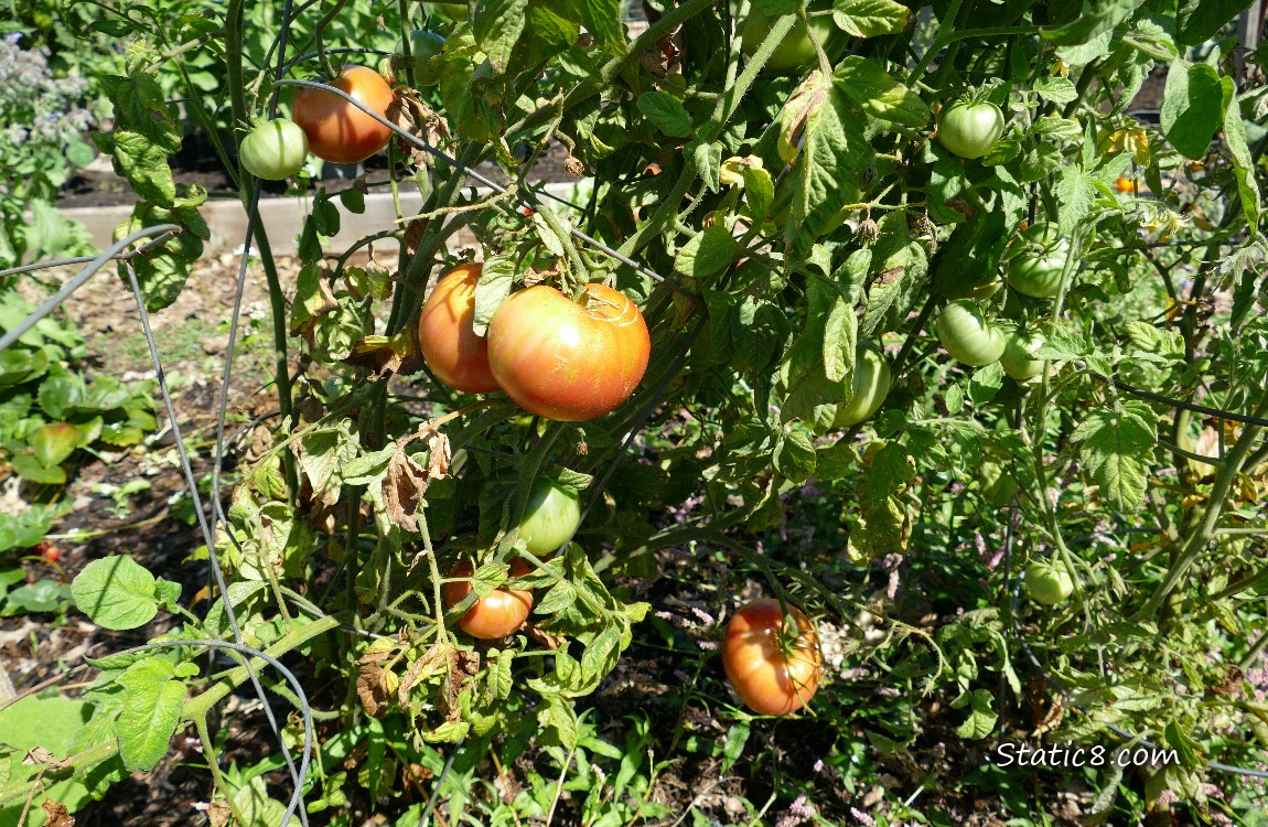 Tomatoes ripening on the vine