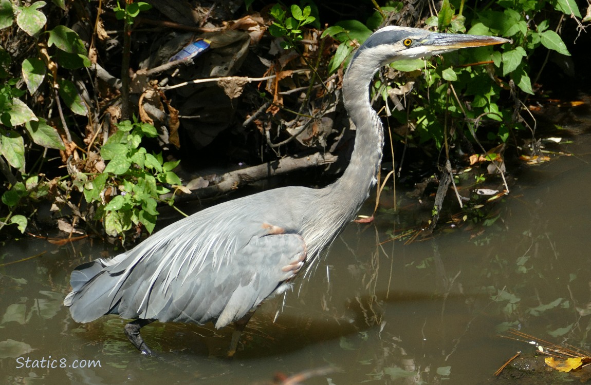 Great Blue Heron walking in shallow water near the bank