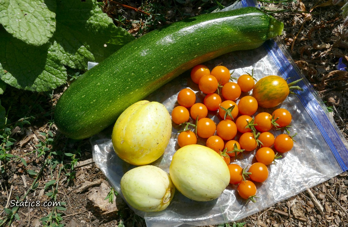 Harvested veggies laying on a ziplock bag on the ground