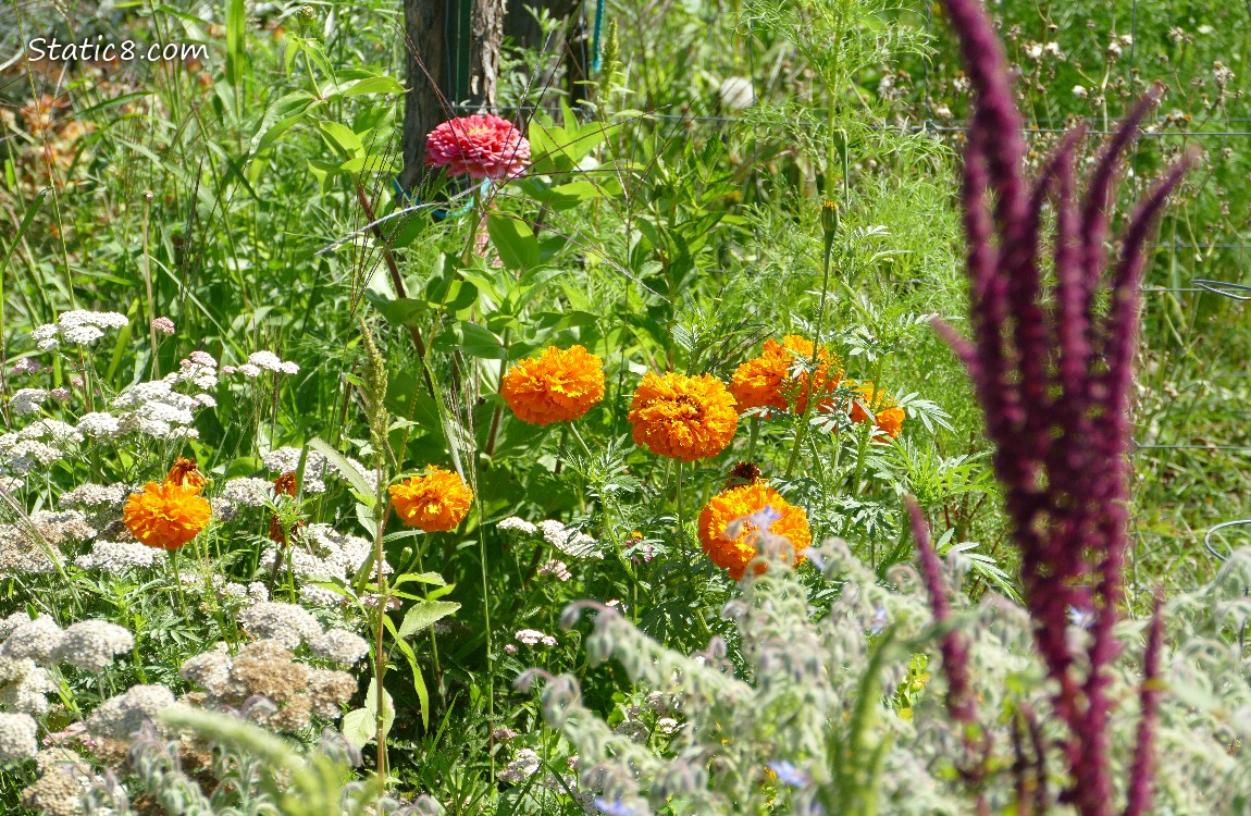 Marigolds past a red amaranth