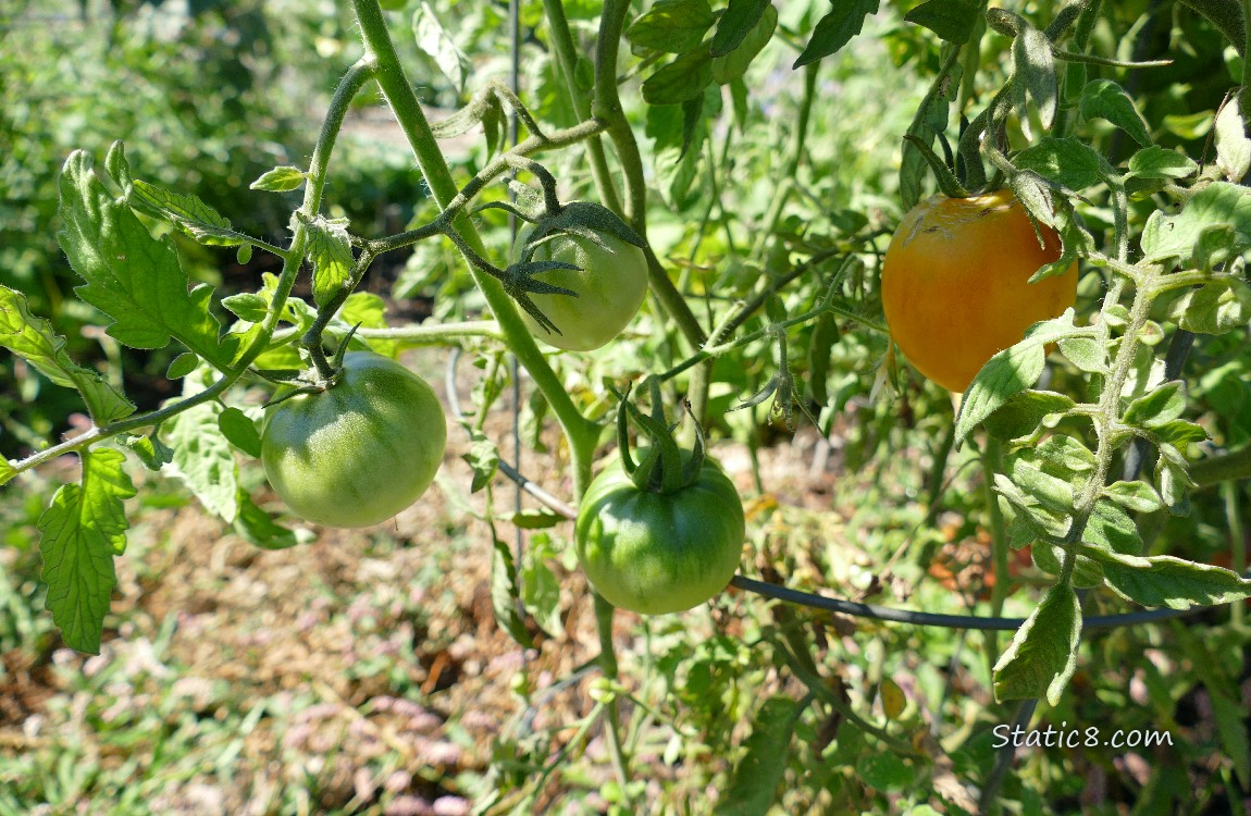 Tomatoes ripening on the vine