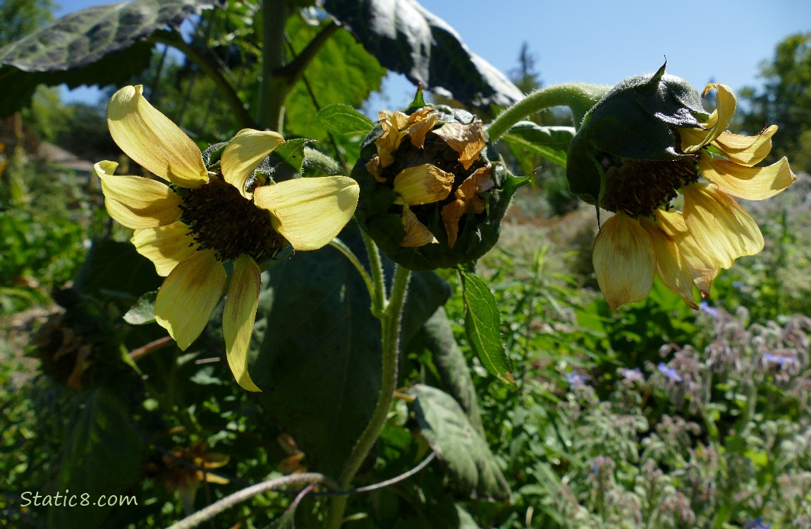 Small sunflower blossoms in the garden