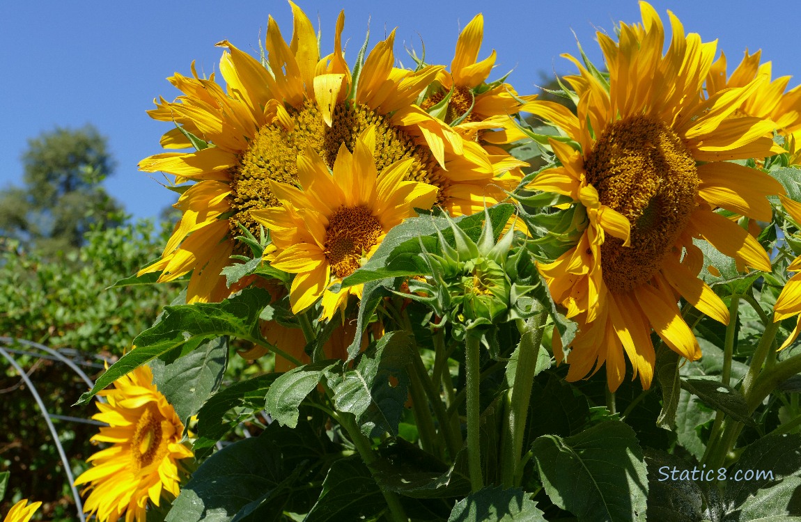 Sunflower blooms with the blue sky