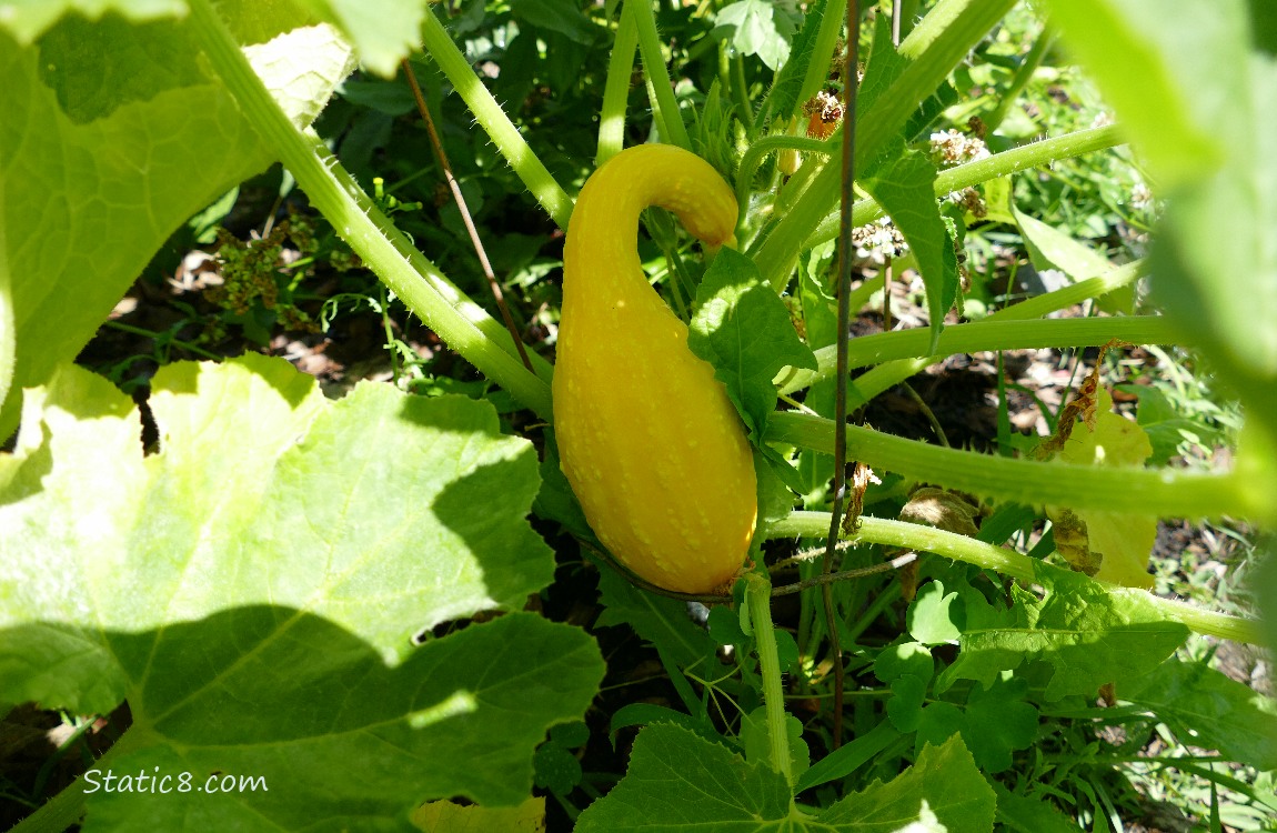 Crookneck fruit growing under the leaves
