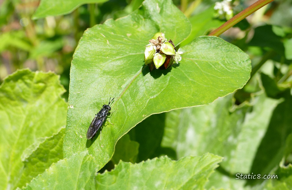 Small black wasp standing on a Buckwheat leaf next to some seeds