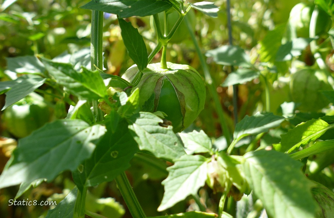 Tomatillo ripening on the vine