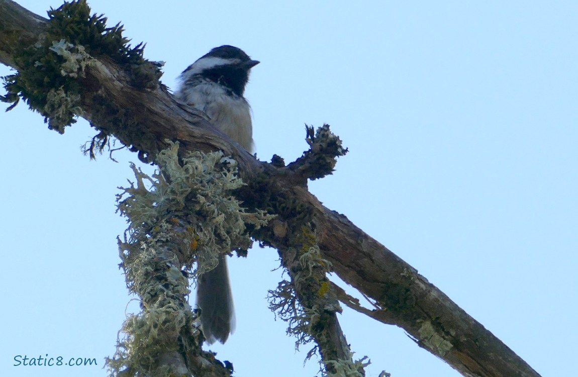 Chickadee standing on a mossy branch