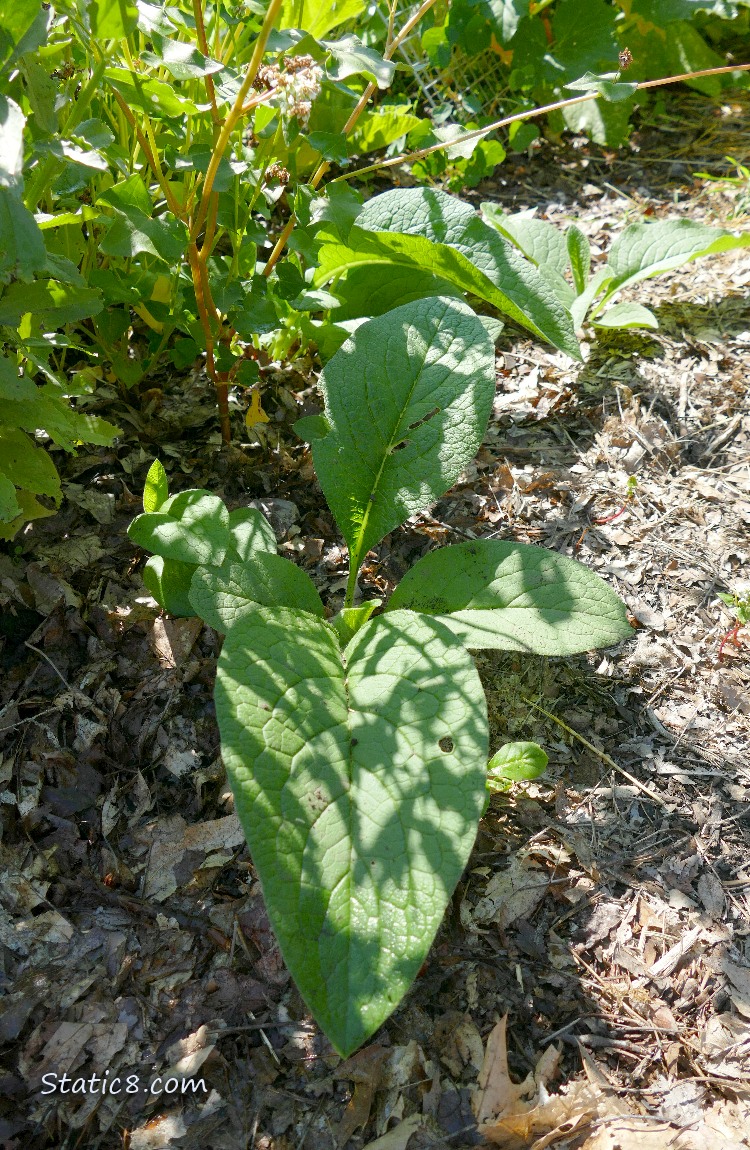 Comfrey