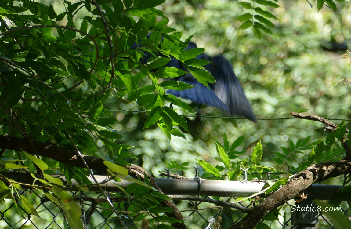 blurry Crow flying away from a chain link fence