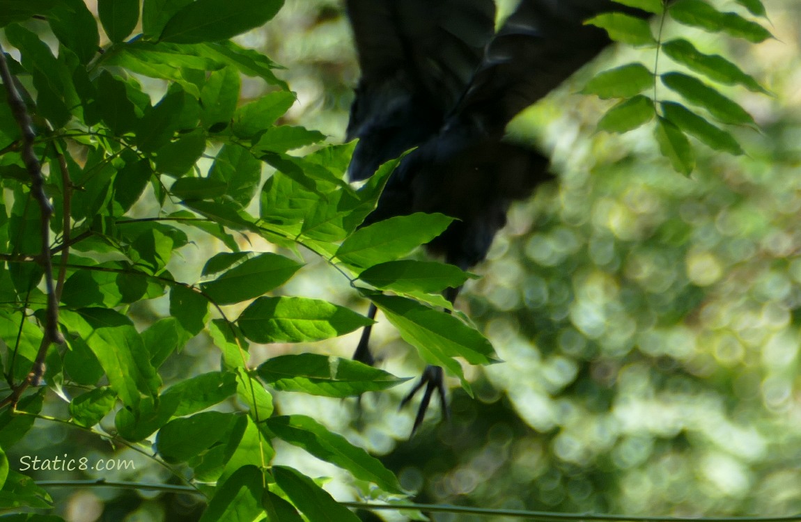blurry Crow flying away from a chain link fence