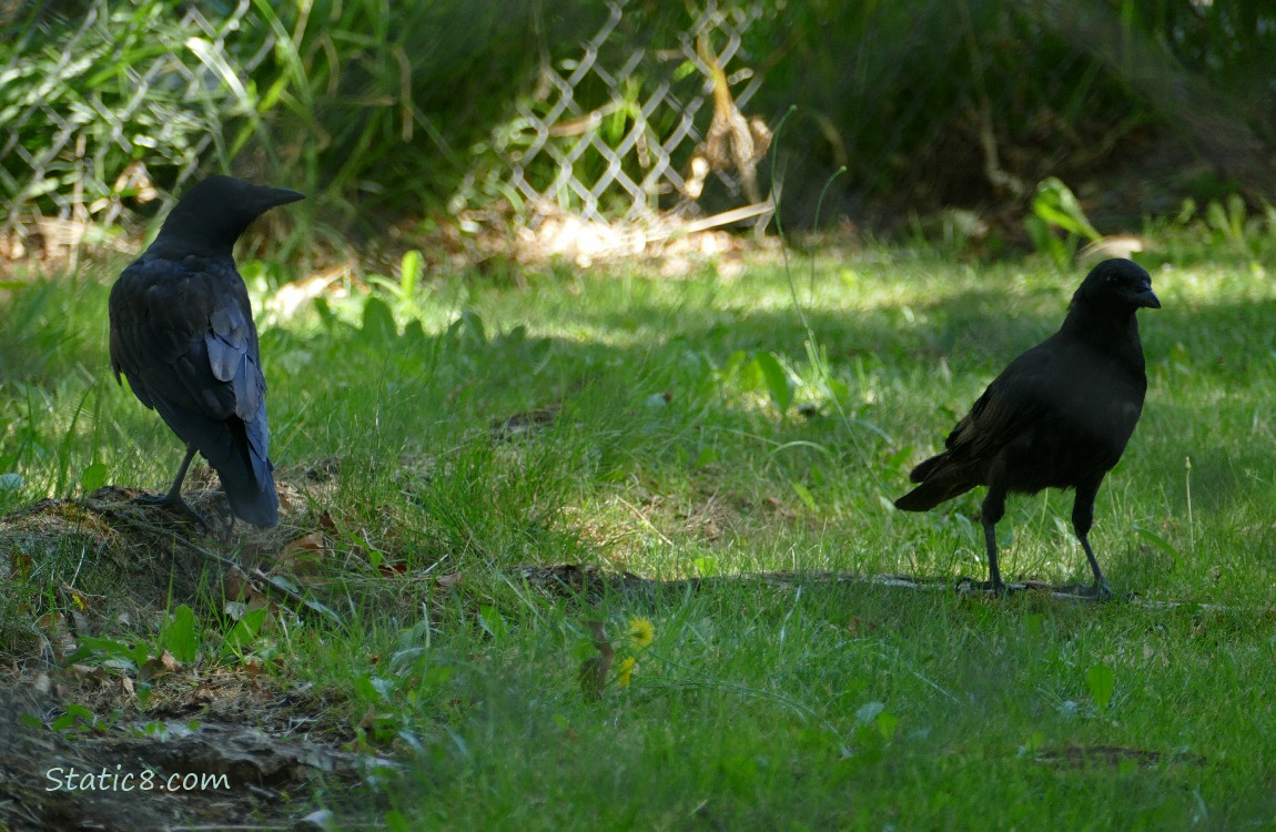 Two Crows standing on the lawn
