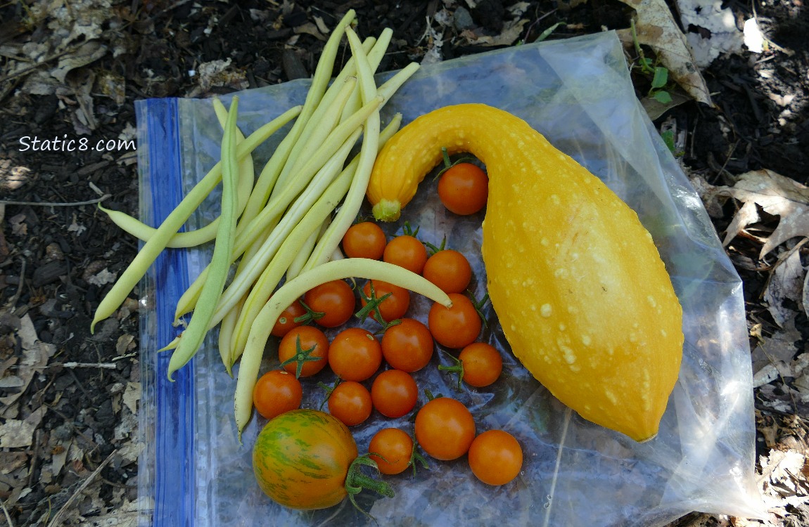 Harvested veggies laying on a ziplock bag on the ground