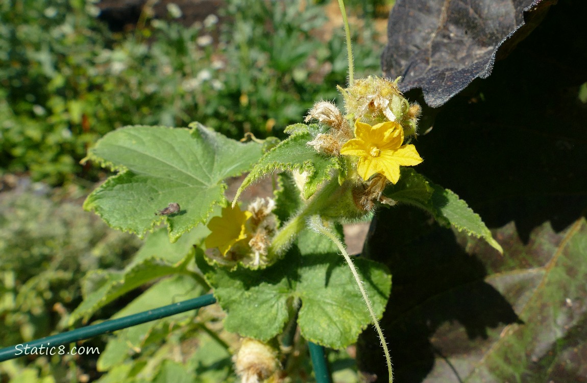 Cucumber plant with blooms over a wire trellis