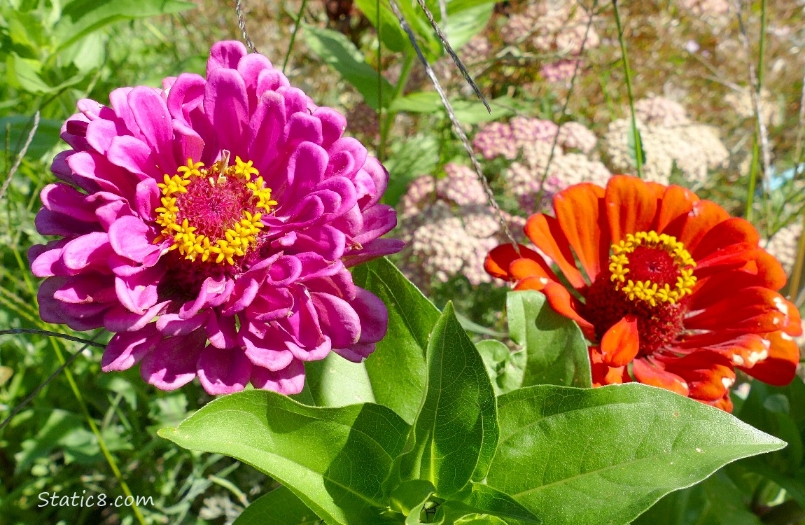 Pink and red Zinnia blooms