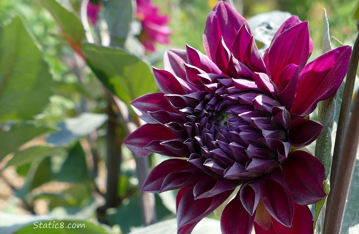 Purple Dahlia bloom