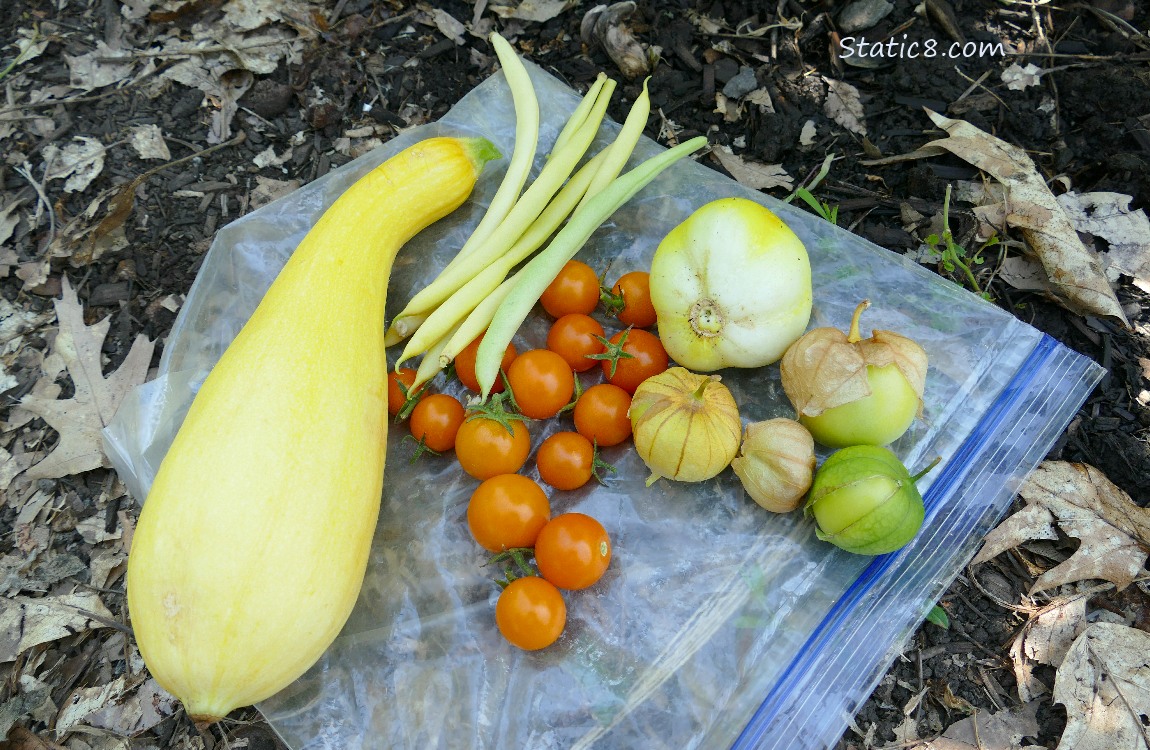 Harvested veggies laying on a ziplock bag on the ground