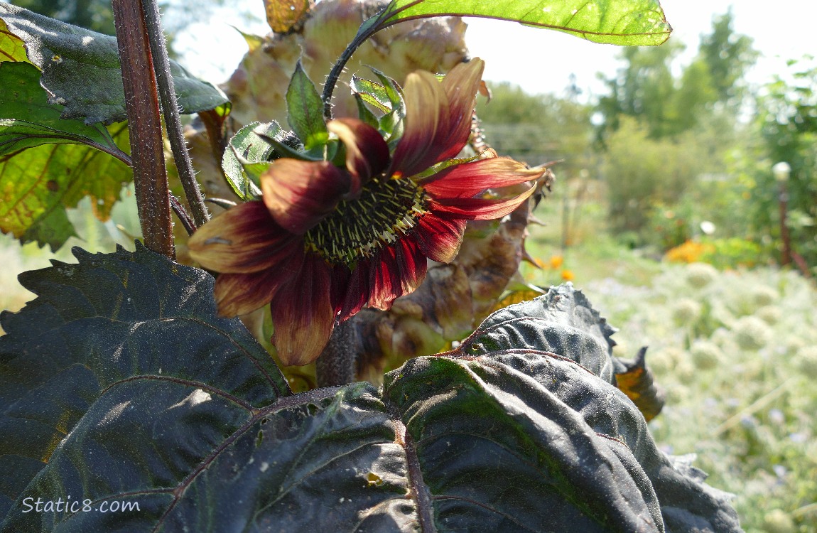 Small red sunflower bloom with garden plants in the background