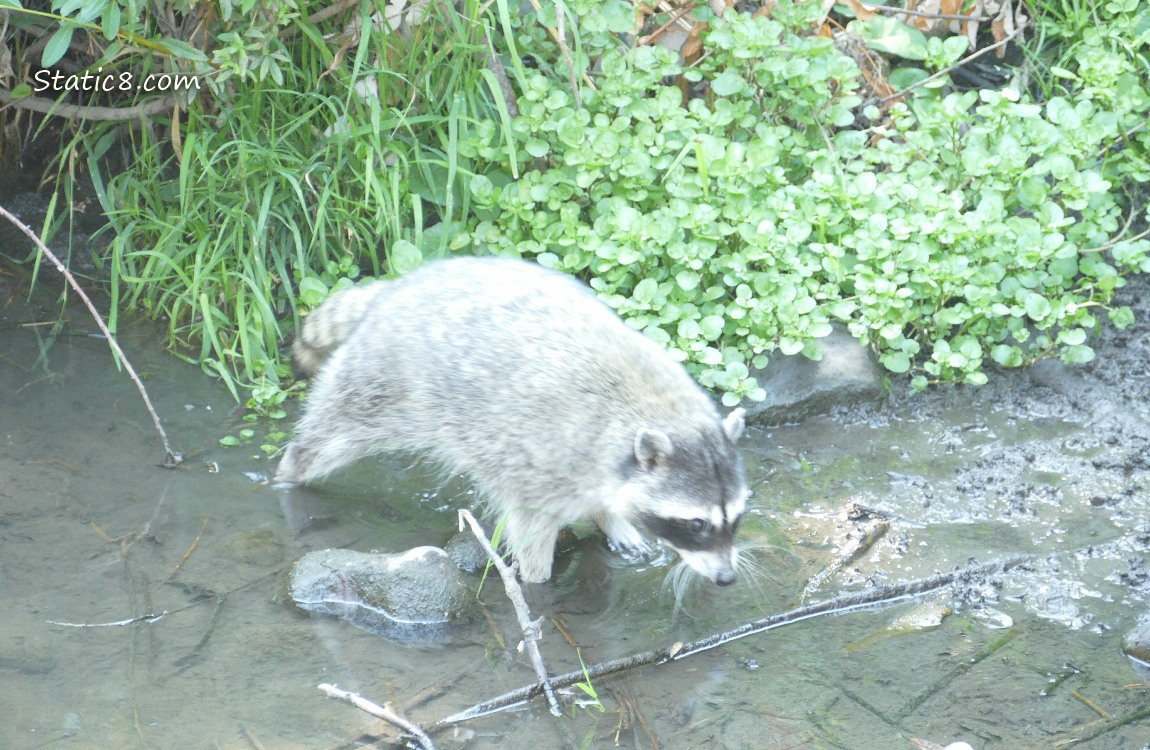 Racoon walking in shallow water near the bank of the creek