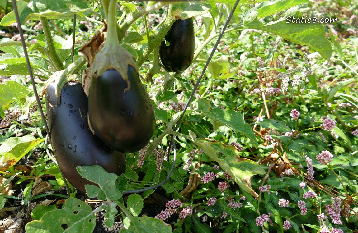 Three ripening Aubergine fruits hanging from the plant