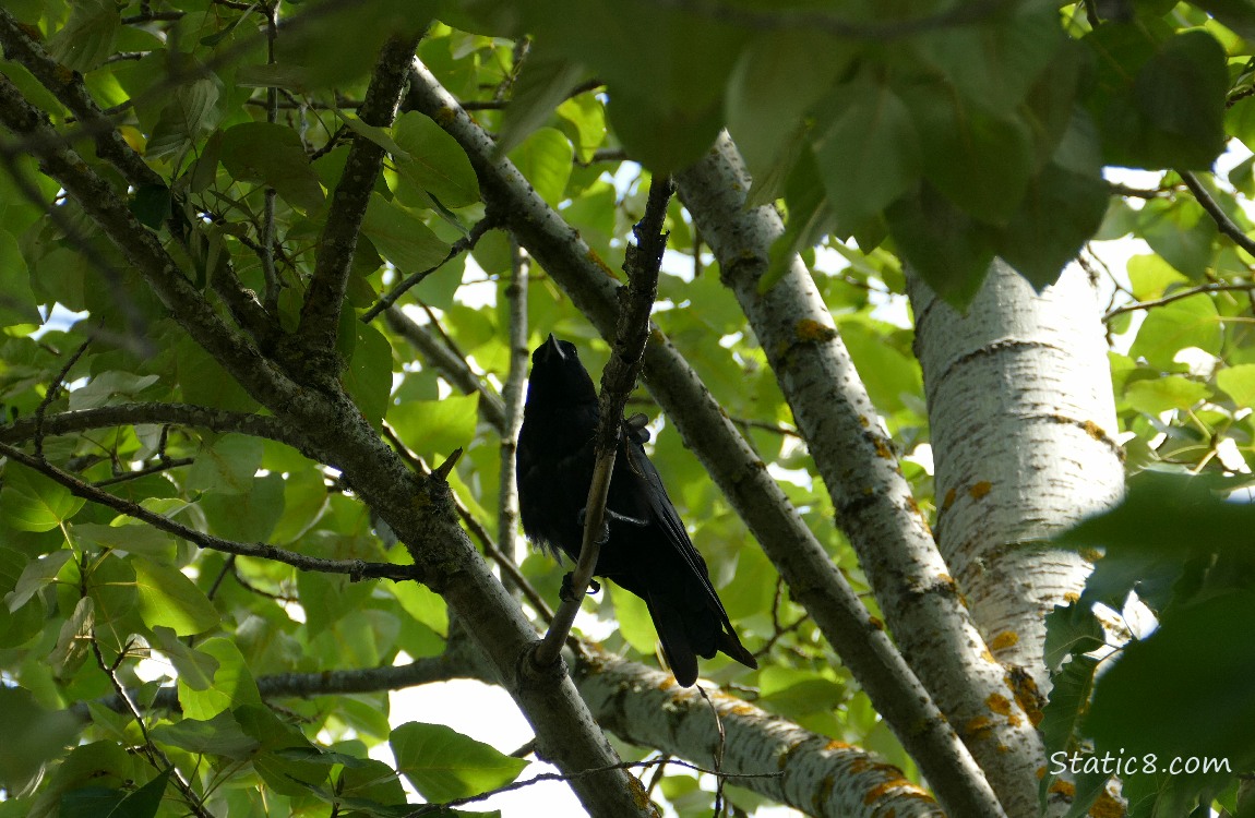 Crow standing up in a tree, surrounded by leaves