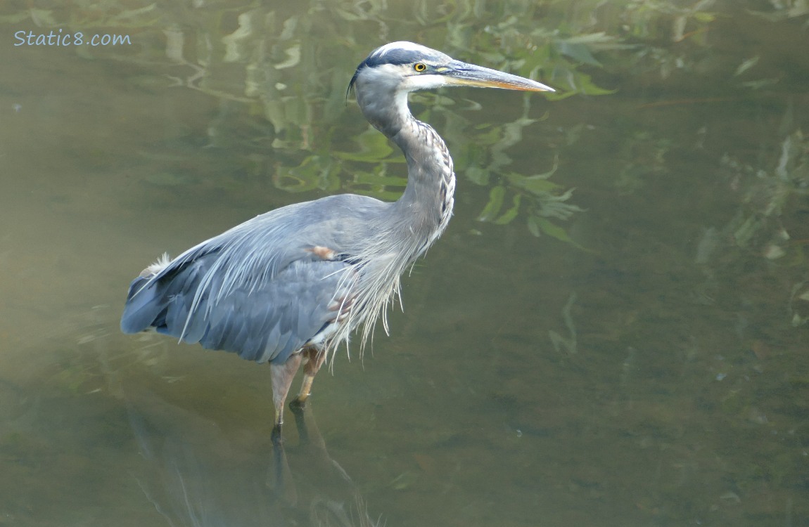 Great Blue Heron standing in shallow water