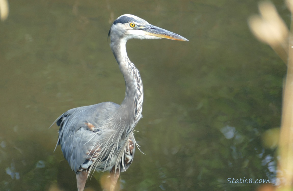 Great Blue Heron standing in shallow water