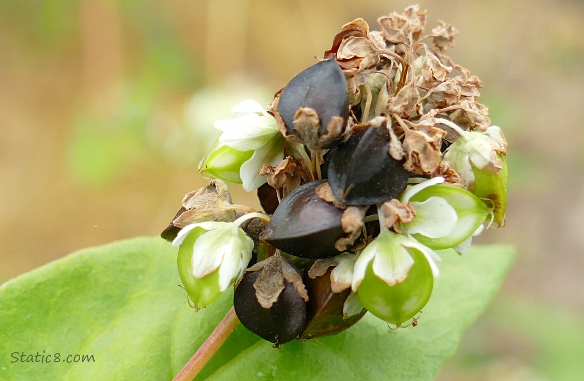 Buckwheat seeds