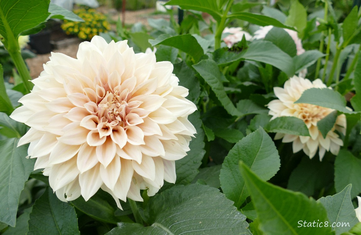 Pale coloured Dahlia blooms
