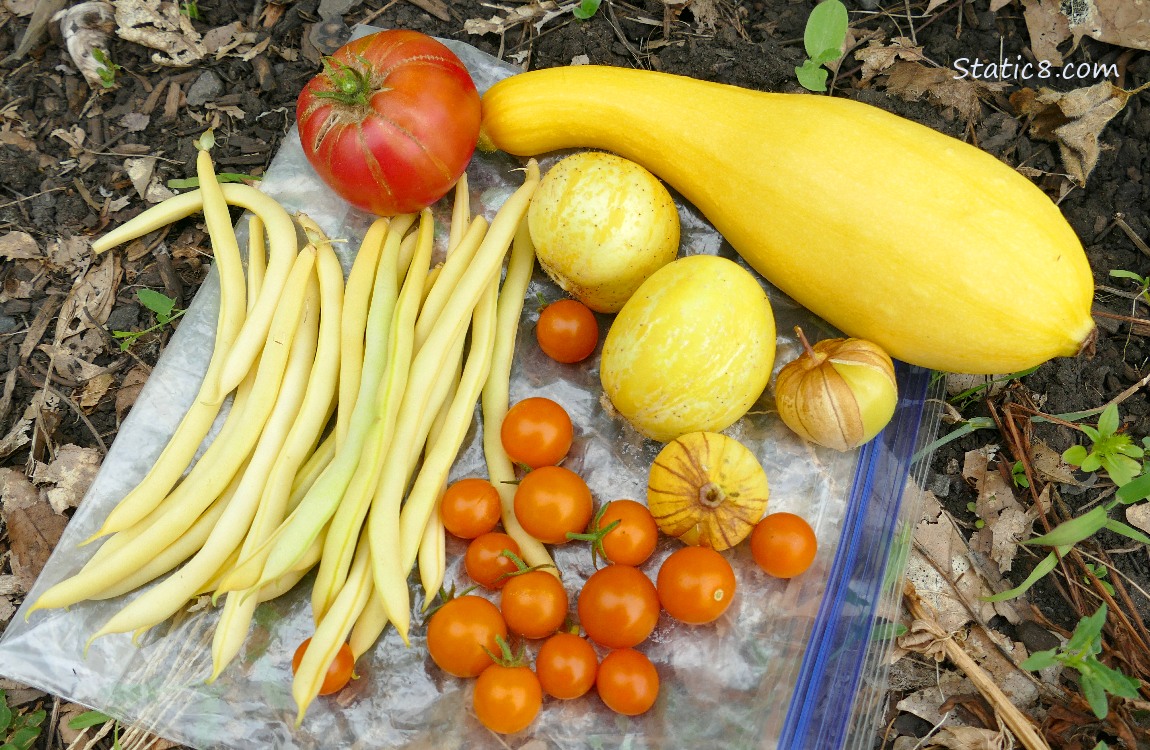 Harvested veggies laying on a ziplock bag on the ground