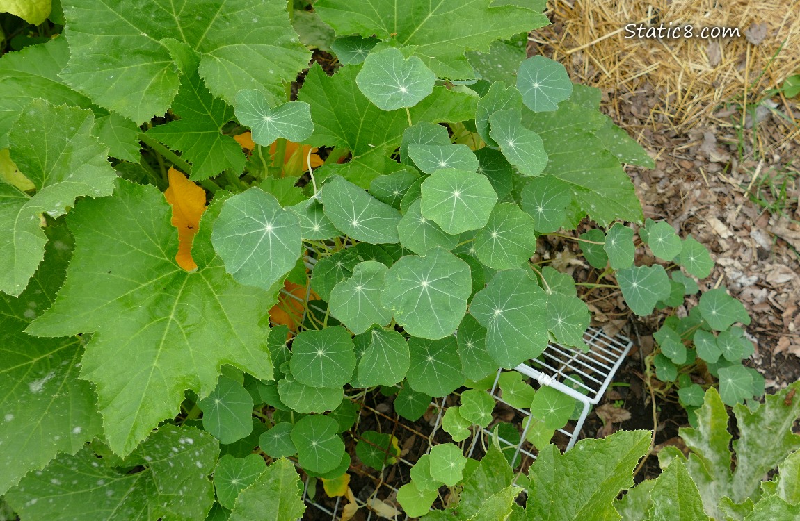 Nasturtium plants with squashs