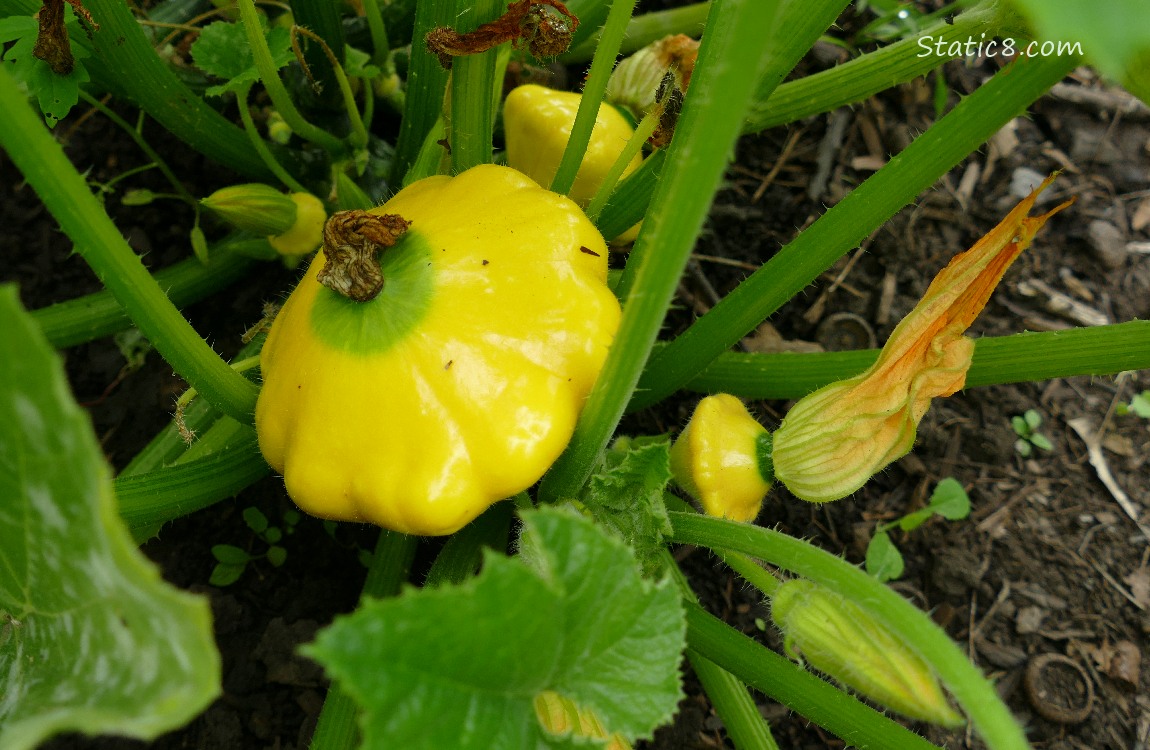 Patty Pan fruits growing on the vine