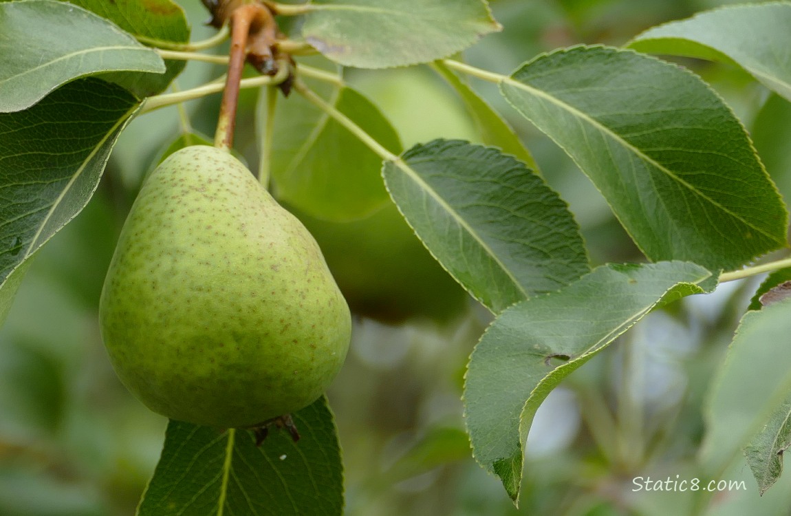 Pear hanging from the tree