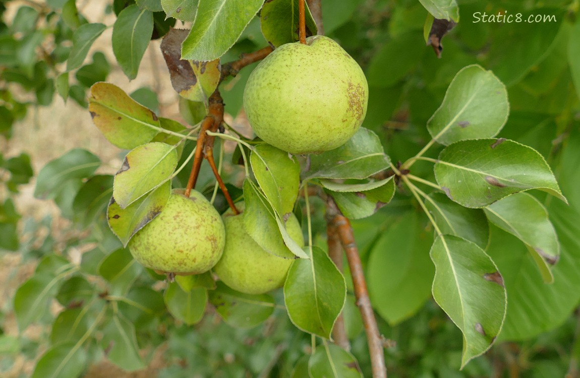 Pears growing on the tree