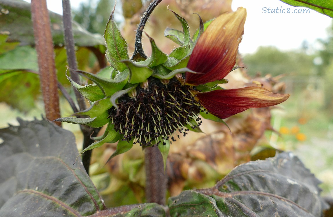 Small sunflower seed head with two petals left on it0